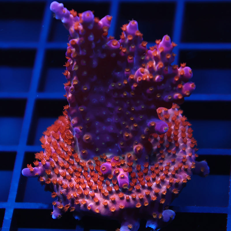 ARC Fireworks Mini Colony