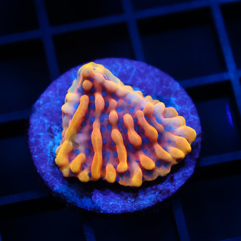 JF Altered Ego Monti