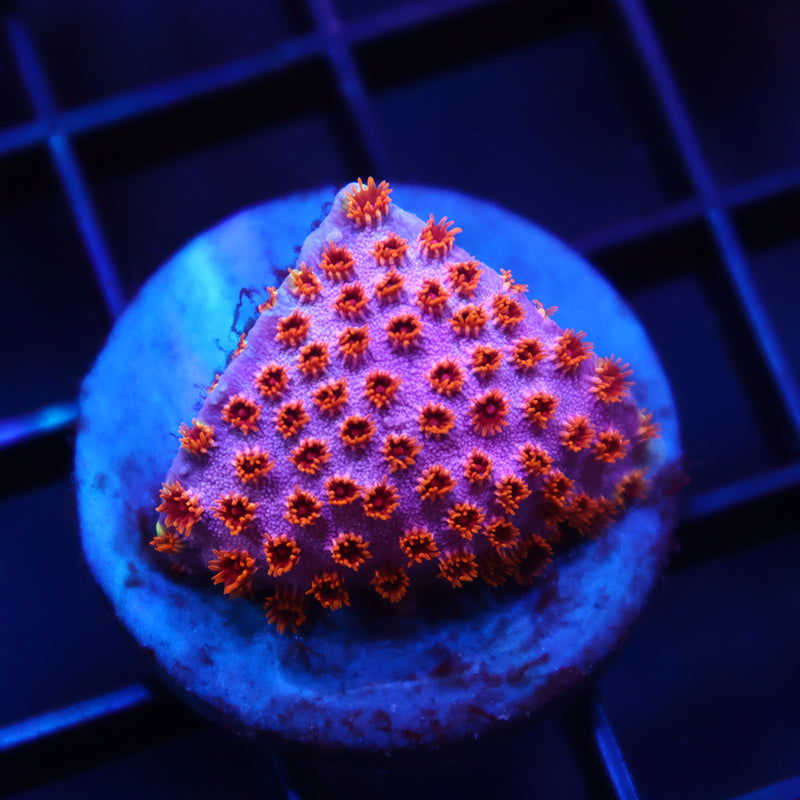 Skittles Bomb Cyphastrea