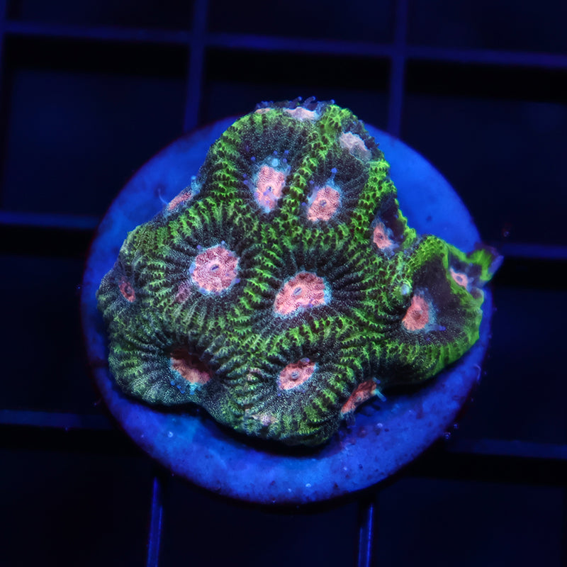 TCK Sparkly Green Favia