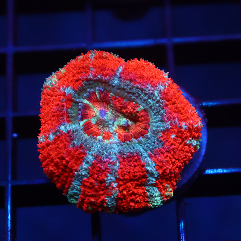 TCK Huge Polyp Asia Acan