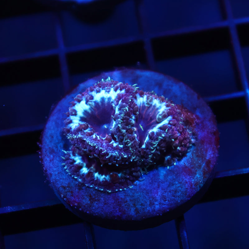TCK Purple Blasto