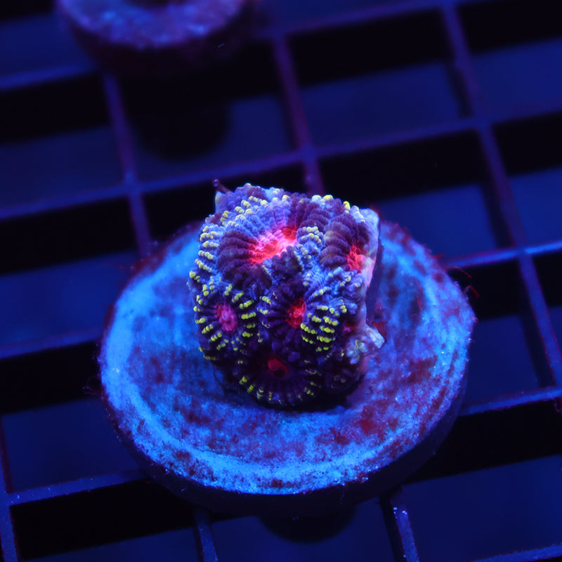 TCK Space Favia