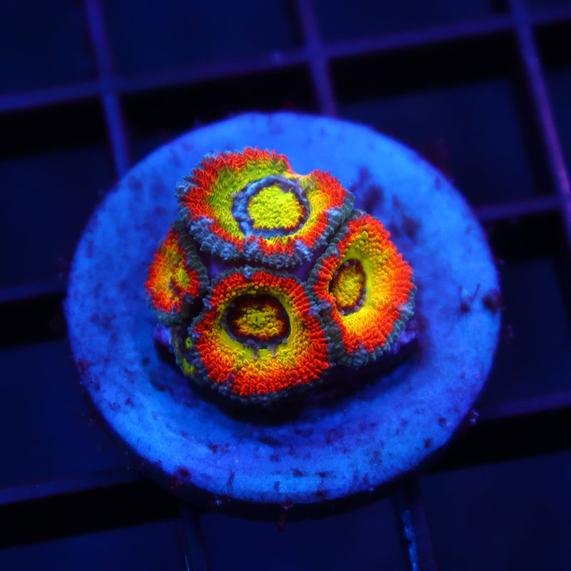 TCK HG Micromussa