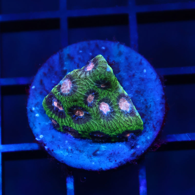 TCK Sparkly Green Favia