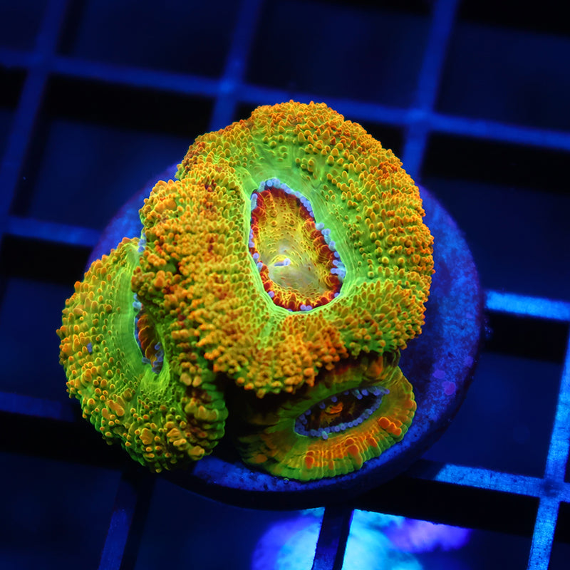 Big Polyp BSA Killshots