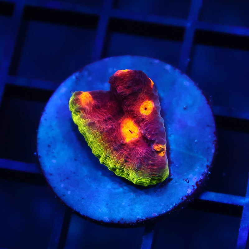 JF Crazy Fox Chalice – TCKCorals