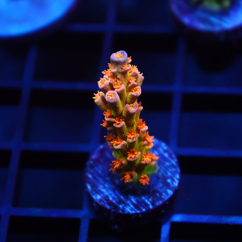 RRC Orange Passion