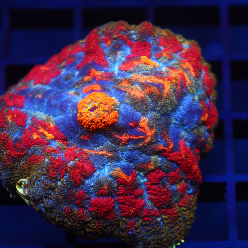 TCK Rainbow Rhodactis