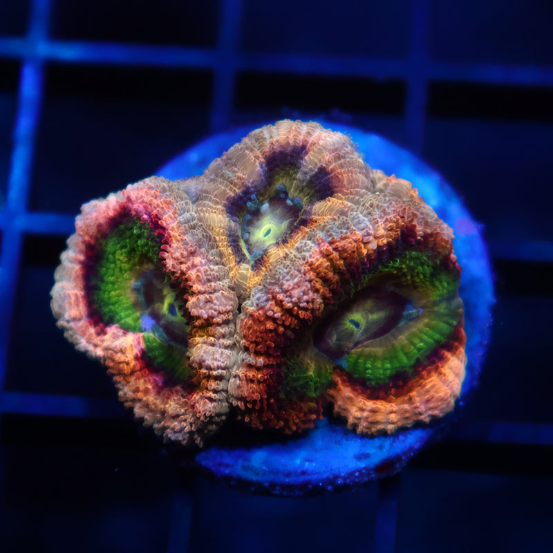 Insane TCK Huge Polyp Asia Acan