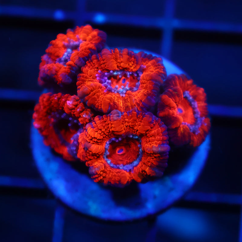 TCK Fluffy Acan