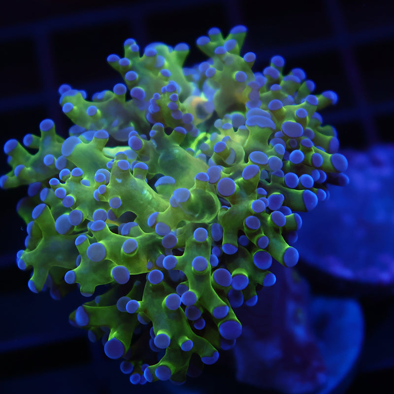 TCK Branching Green and Purple Frogspawn