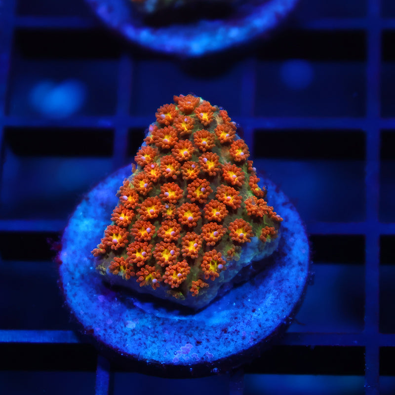 TCK Oddball Bernardpora