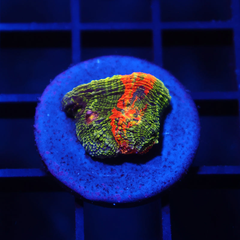 TCK Toxic Rainbow Swirl Chalice