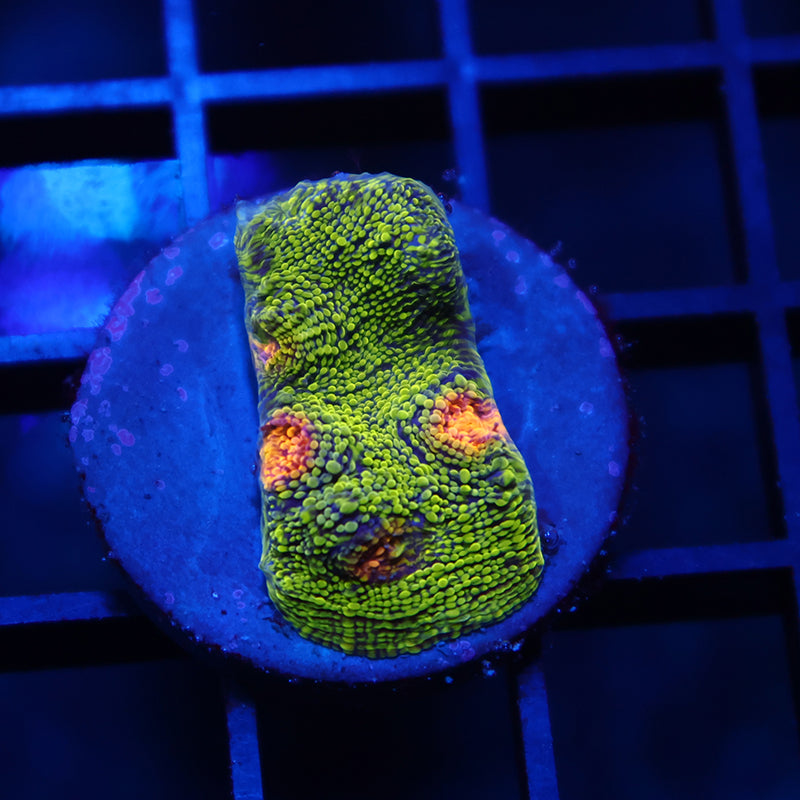 TCK Toxic Swirl Chalice
