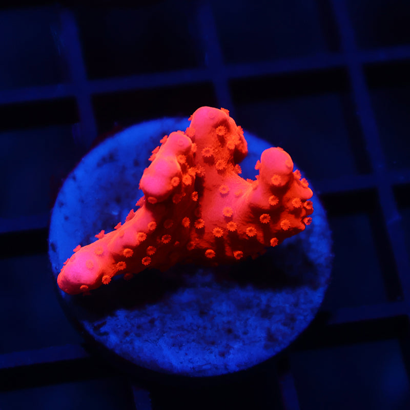 Setosa