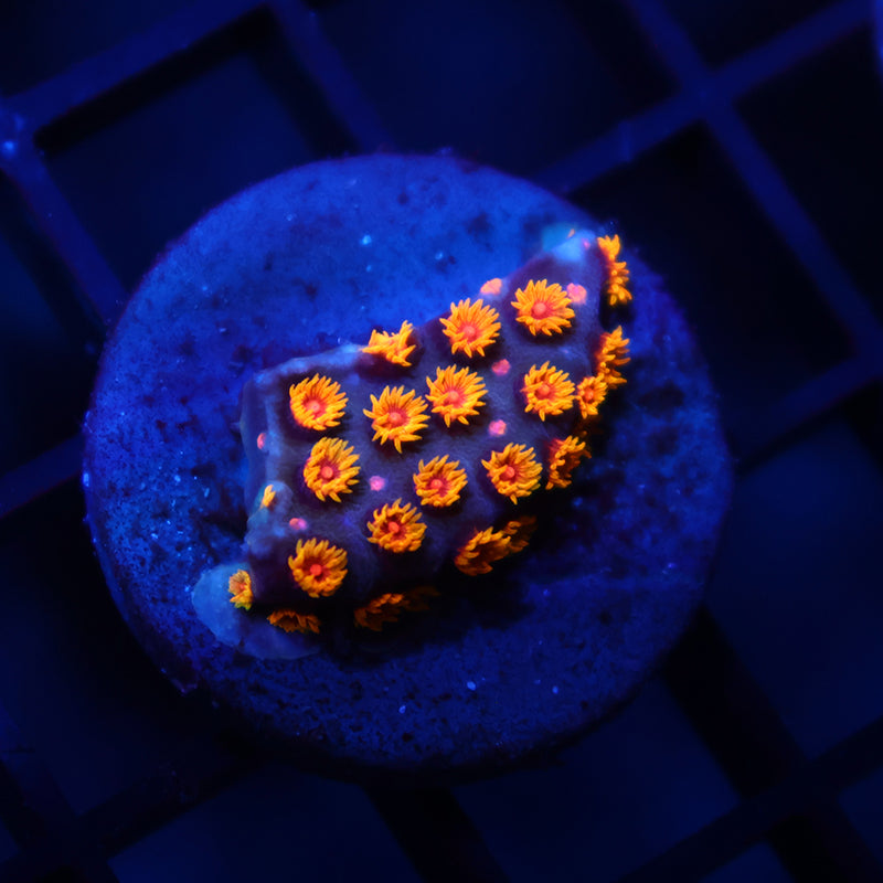 WWC Bizarro Cyphastrea