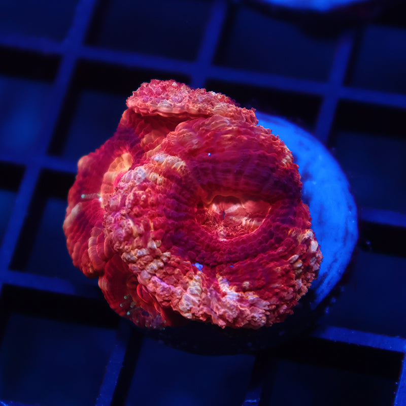 TCK Huge Polyp Asia Acan