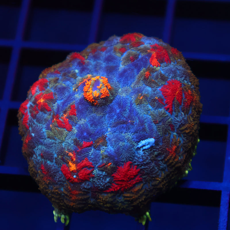 TCK Rainbow Rhodactis