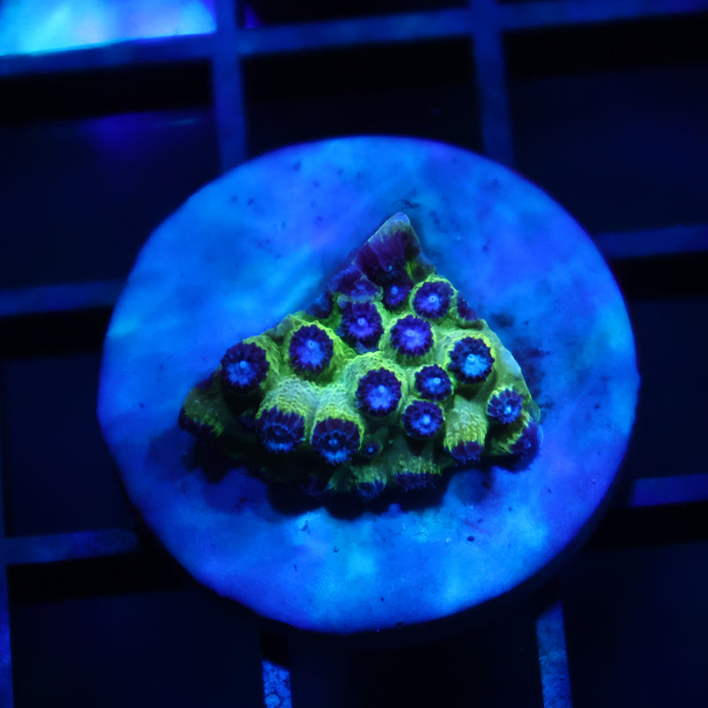 JF PPE Cyphastrea