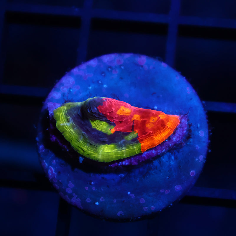 TCK Two Faced Rainbow Chalice