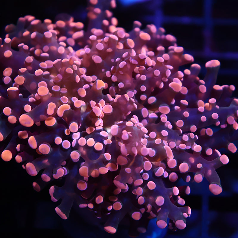 TCK Branching Gold Frogspawn