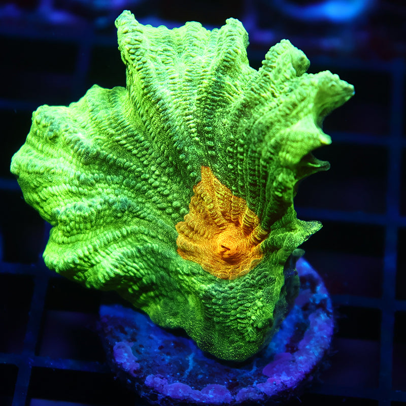 Space Invader Pectinia