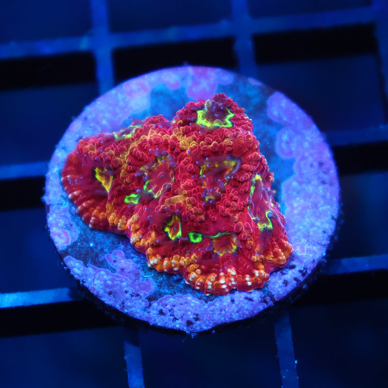 TCK Fireball Favia