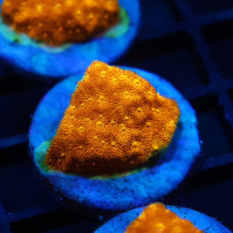 TCK Watermelon Psammocora