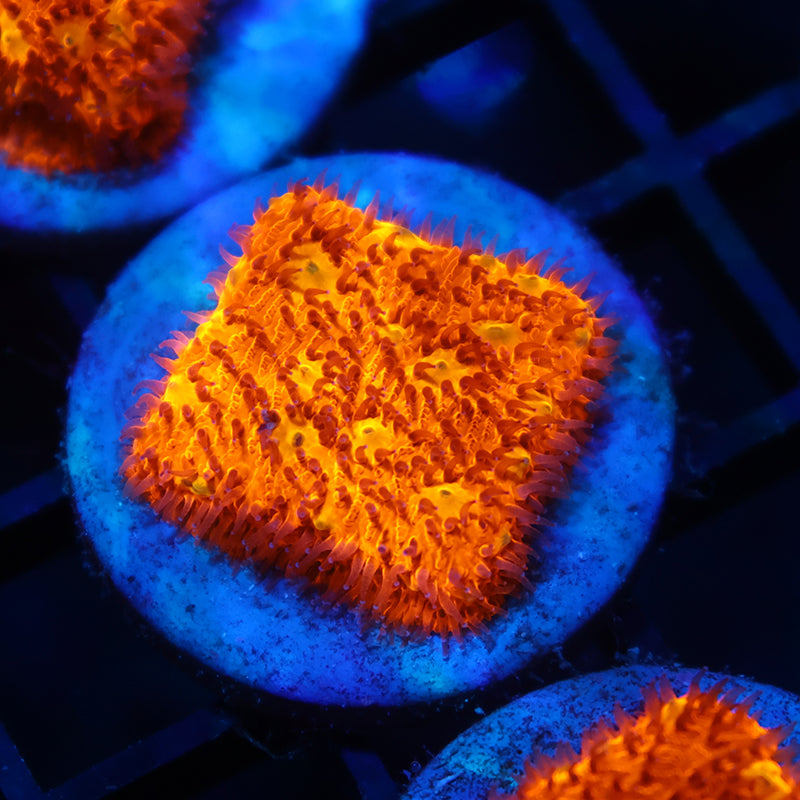 Bright Orange Litho