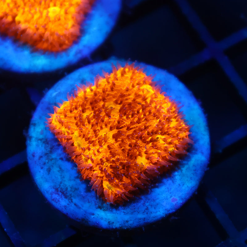 Bright Orange Litho