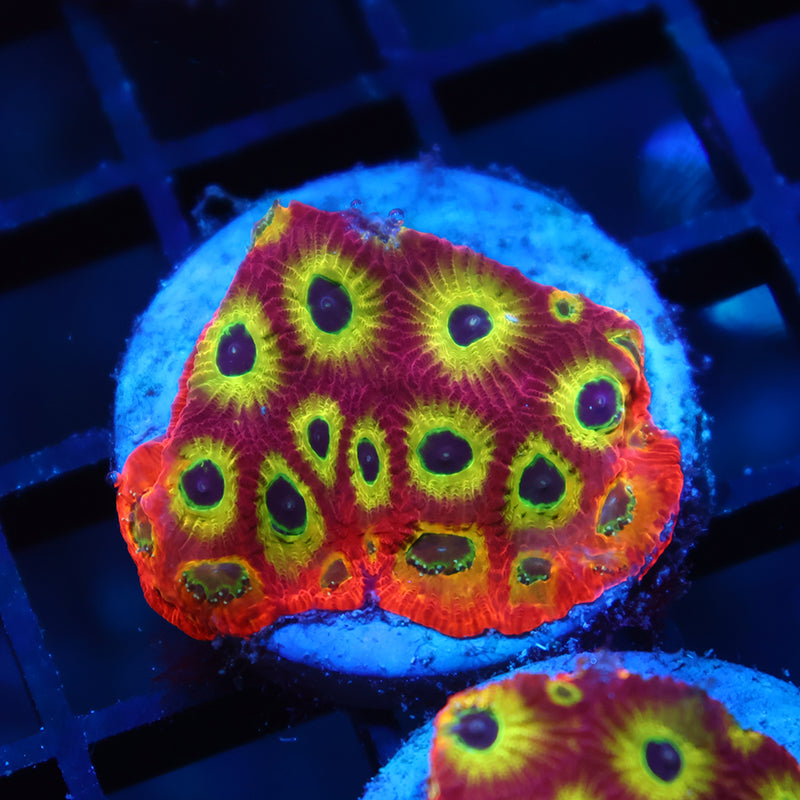 RR Spicy Lemon Favia