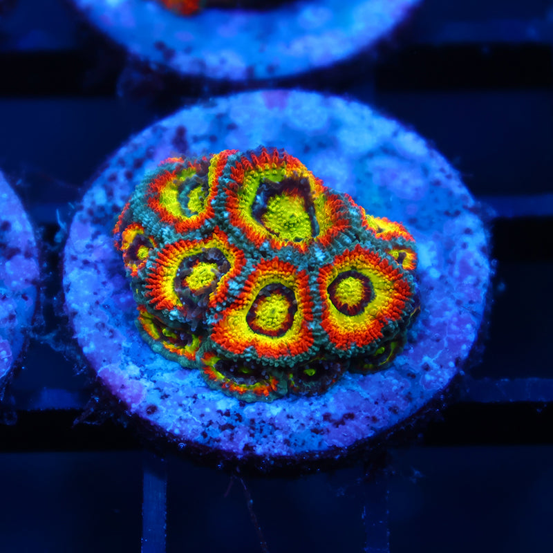 TCK HG Micromussa