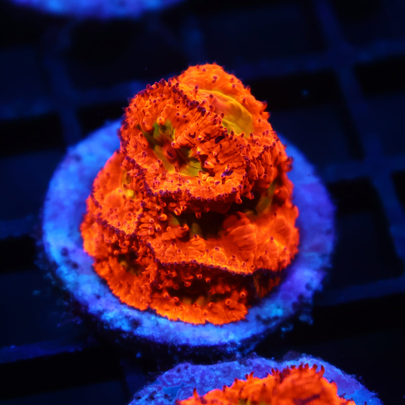 WWC Rainbow Blasto Mini Colony