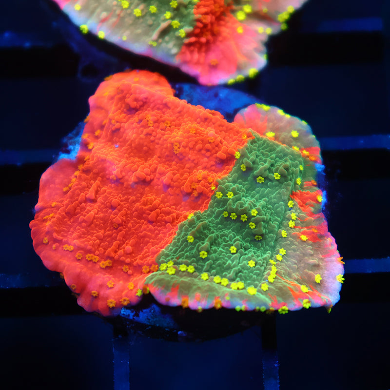 WWC Grafted Sunfire Cap