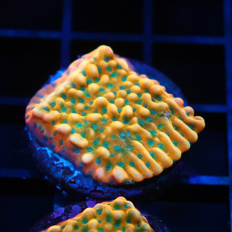 WWC Kung Pao Monti