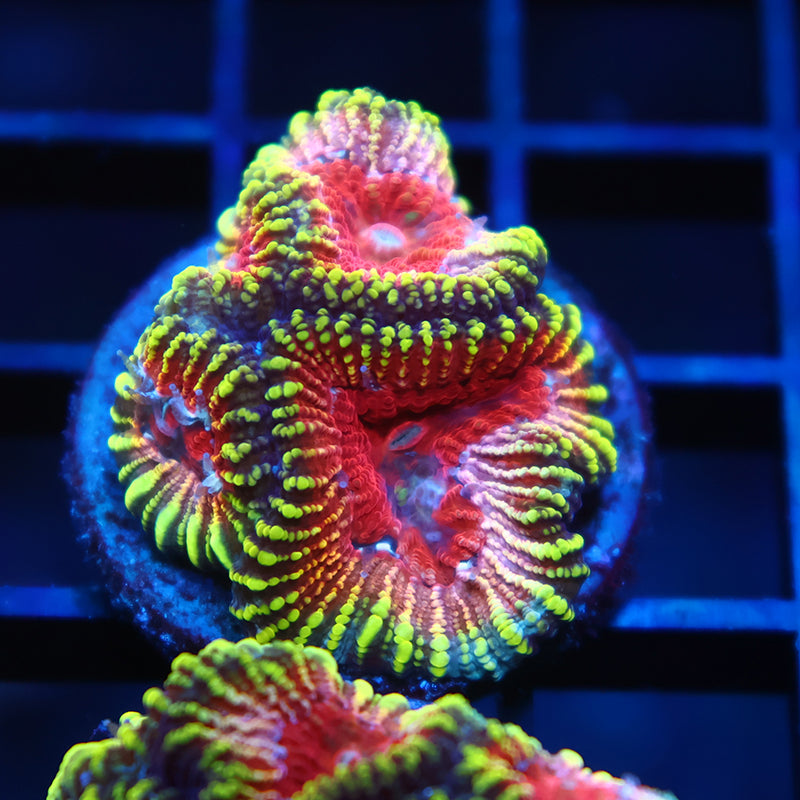 TCK Mayan Sun Favia