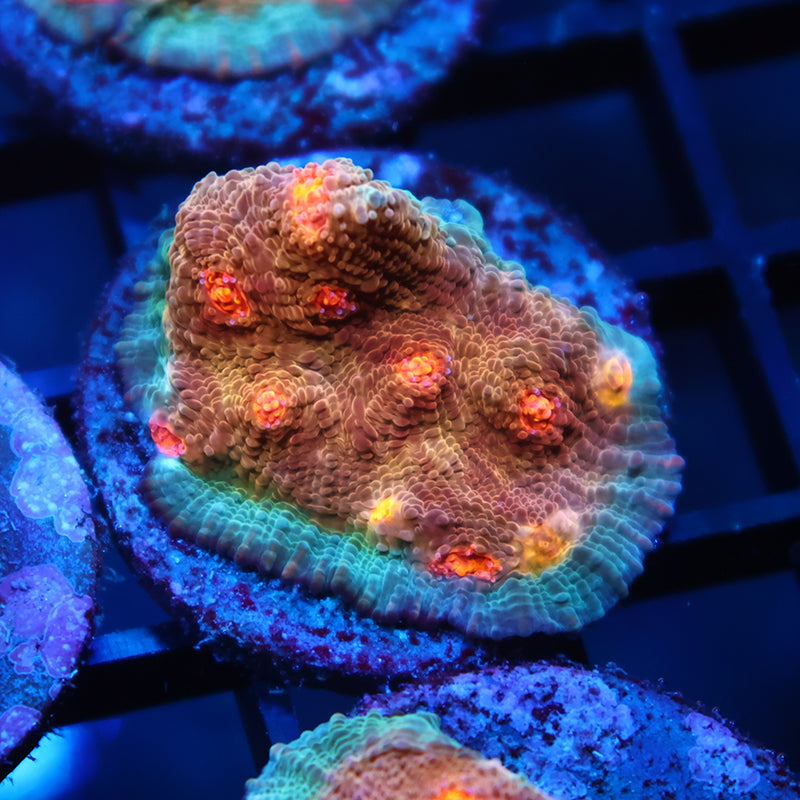 OG Purple Urkel Chalice