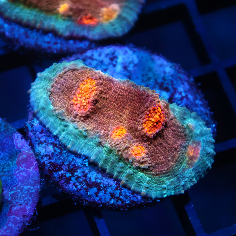 OG Purple Urkel Chalice