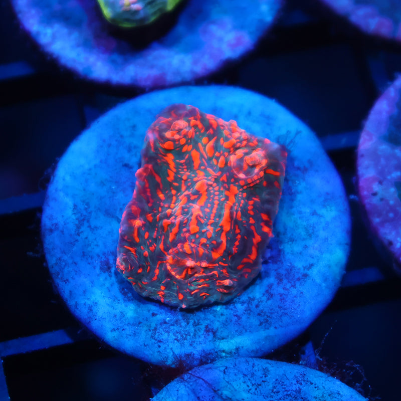 WWC Cherry Garcia Chalice