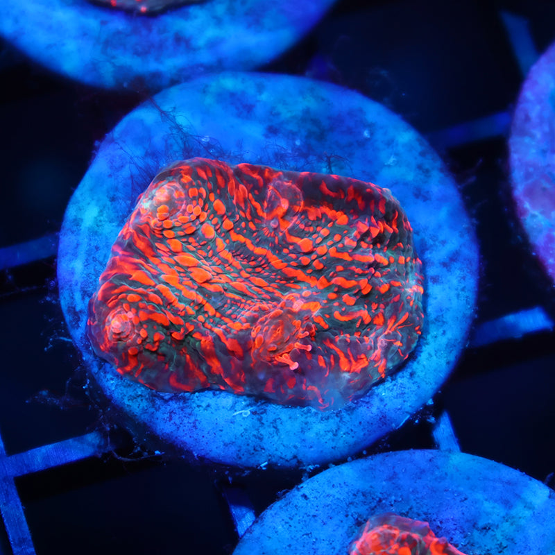 WWC Cherry Garcia Chalice