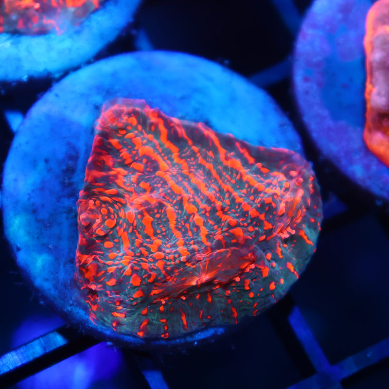 WWC Cherry Garcia Chalice