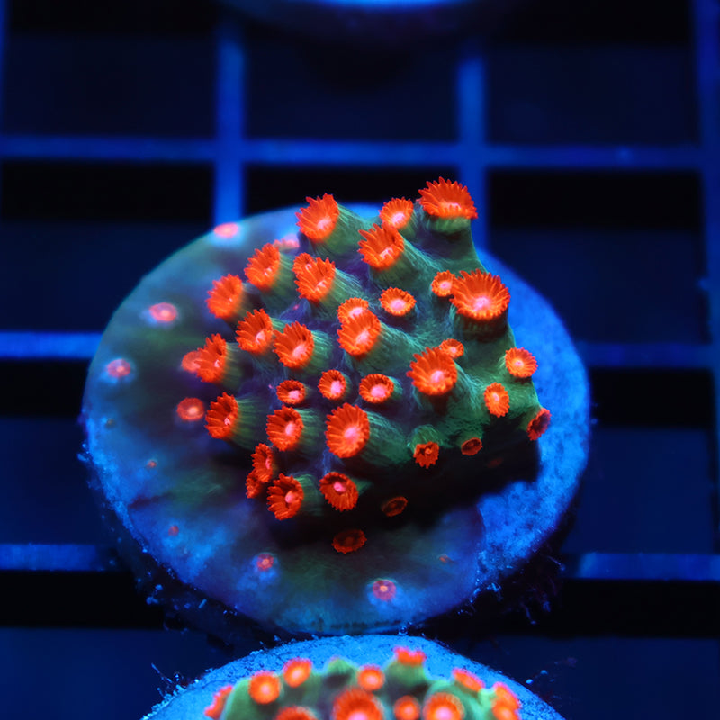 WWC Jingle Bells Cyphastrea