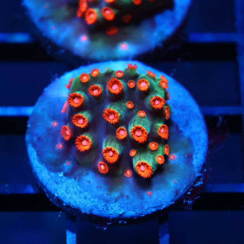 WWC Jingle Bells Cyphastrea