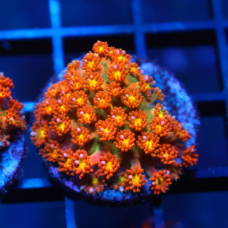 TCK Oddball Bernardpora