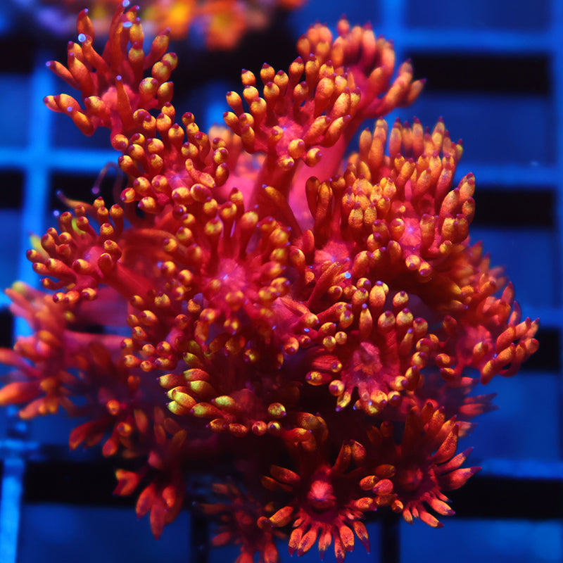 TCK Insane Flame Tip Goni