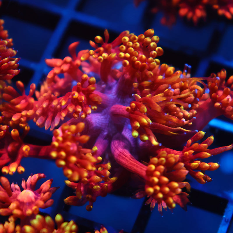 TCK Insane Flame Tip Goni