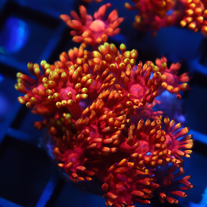 TCK Insane Flame Tip Goni