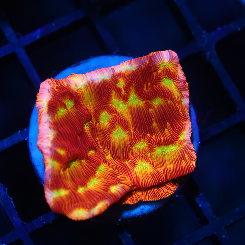 JF Jack-O-Lantern Lepto