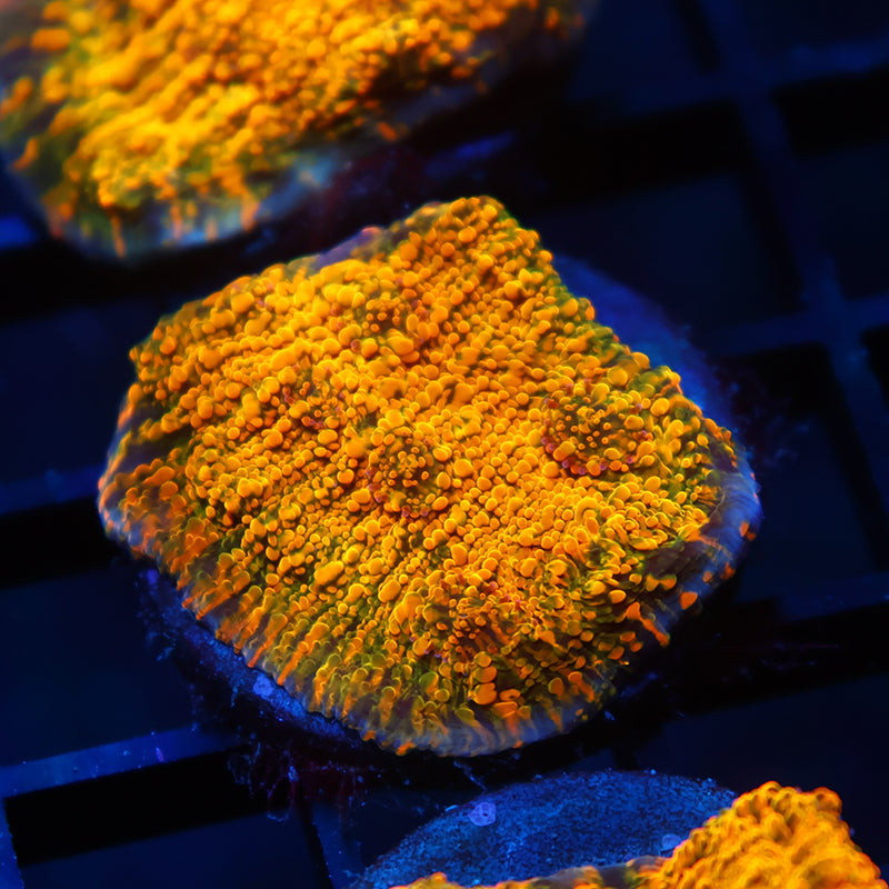 WWC Stellaria Chalice